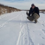 Otter tracks and belly-sliding along a creek in Crex Meadows Wildlife Refuge. Otter tracks and belly-sliding along a creek in Crex Meadows Wildlife Refuge.
