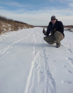 Otter tracks and belly-sliding along a creek in Crex Meadows Wildlife Refuge.