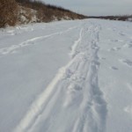 Otter tracks Otter tracks