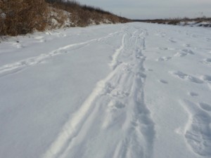 Otter tracks