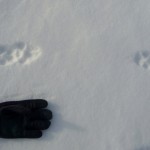 Probably wolf tracks Probably wolf tracks