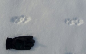 Probably wolf tracks