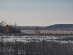 Last look at Crex Meadows.