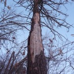 Big white pine snag. Big white pine snag.