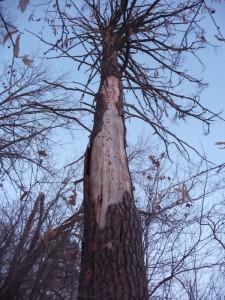 Big white pine snag.