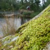 Lichen in the BWCAW