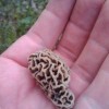 A delicious foraging find.