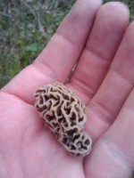 A delicious foraging find.