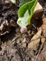 Rebirth