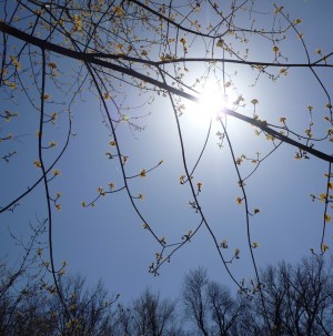 Sun through leafing out tree branches.