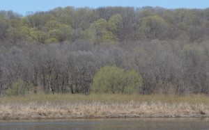 Green haze on the backwater bluffs.