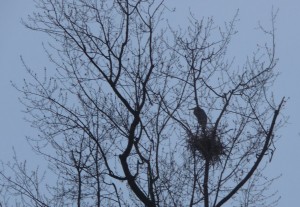 A heron sits on its nest in the top of a tree.