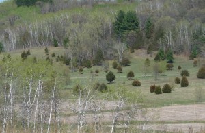 Wooded pasture Wooded pasture