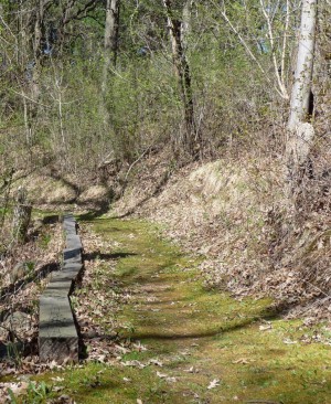 A moss-covered hiking trail A moss-covered hiking trail