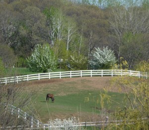A horse grazes on a Wisconsin farm with budding and blooming trees around it. A horse grazes on a Wisconsin farm with budding and blooming trees around it.