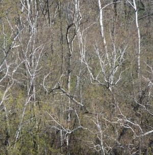 Birch tree branches and pale spring leaves Birch tree branches and pale spring leavespale