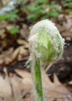 Fiddlehead--mushrooms weren't the only bounty of the day.