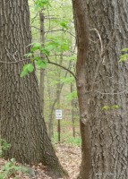 Public land, public trees