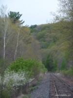 Diversity of life, from plum trees to white pines.
