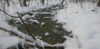 Green and white in the middle of winter