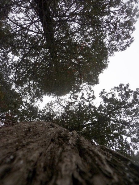 I told Ryan this is sort of my trademark shot. Incredible numbers of big old cedars on this trail. I told Ryan this is sort of my trademark shot. Incredible numbers of big old cedars on this trail.