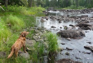 Lexee-dog surveys rapids on the South Kawishiwi River