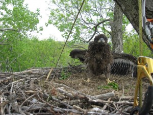 Eaglet on a nest near Prescott, WI on the Mississippi River