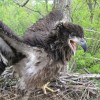 Eagle chick in a nest on the Mississippi River