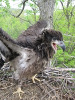 Eagle chick in a nest on the Mississippi River