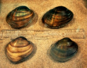 Endangered Higgins Eye Mussels (USFWS photo) Endangered Higgins Eye Mussels (USFWS photo)