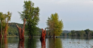 river-trees