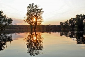 sun-tree