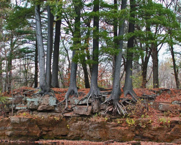 IMG_6649 White pine on limestone river banks