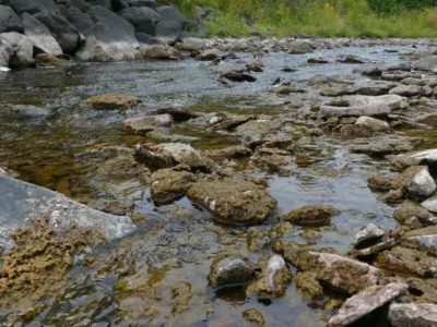 Rock snot: harmful algae sneaks into North Shore rivers